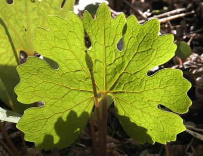 Bloodroot6295.jpg