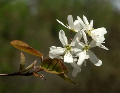 Juneberry8370.jpg