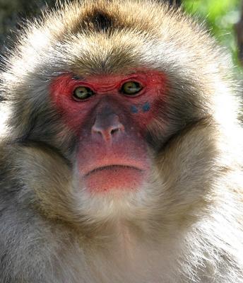 toronto_zoo