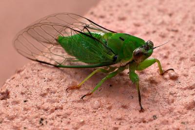 7 May 04 - Green Bug