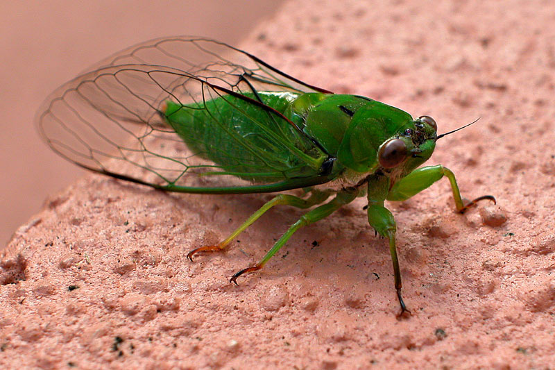 7 May 04 - Green Bug