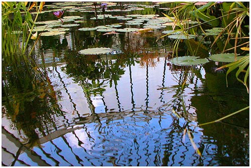 The Pond in the Begonia House
