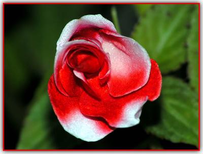 Z1-Mini-Rose