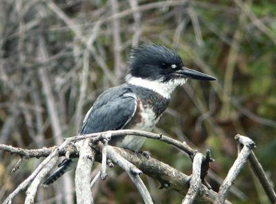 Kingfisher Female 0904-3j Naches River