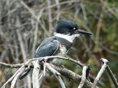 Kingfisher Female 0904-3j  Naches River