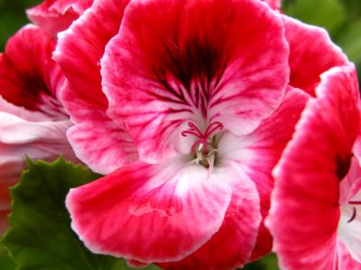 u44/picsels/medium/34405437.geranium.jpg