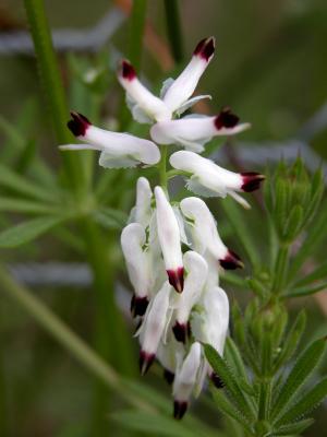 u44/picsels/medium/34405742.whiteredwildflower.jpg