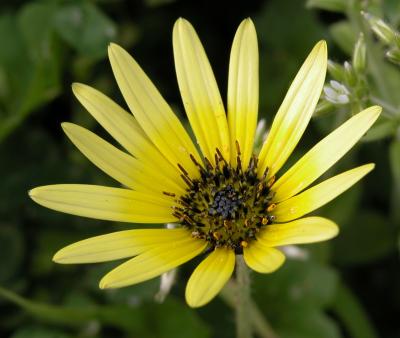 u44/picsels/medium/34405874.yellowwildflower.jpg