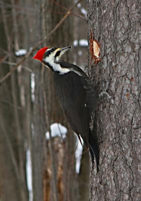 GRAND PIC / PILEATED WOODPECKER