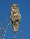 CHOUETTE LAPONE / GREAT GREY OWL