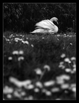 cygne