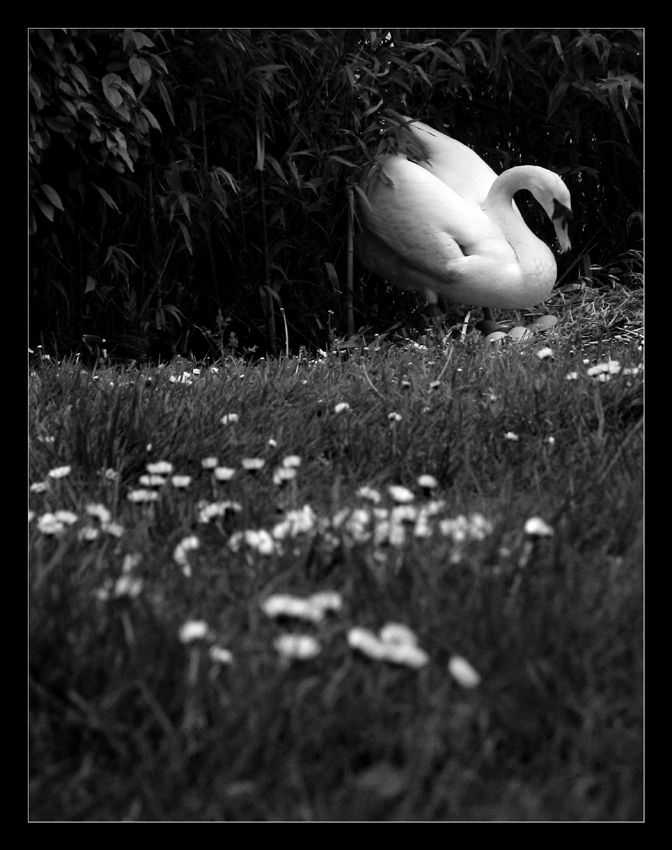 she cygne