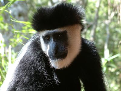 3Colobus.JPG