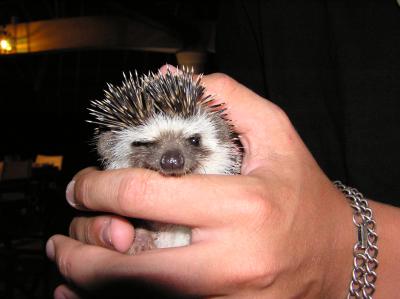 6HedgeHog.JPG