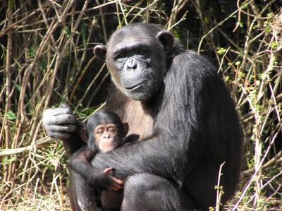 7Chimp.JPG