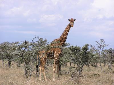 7Tall.JPG