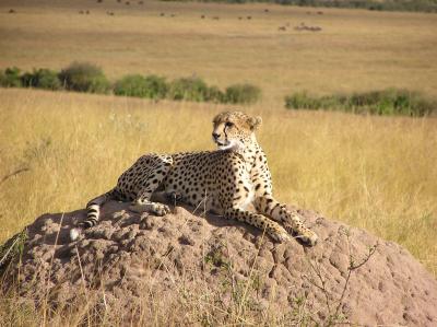 8Cheetah.JPG