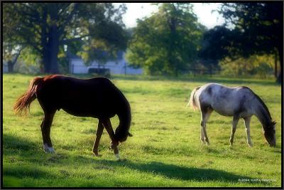 Two Horses