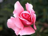 rose028