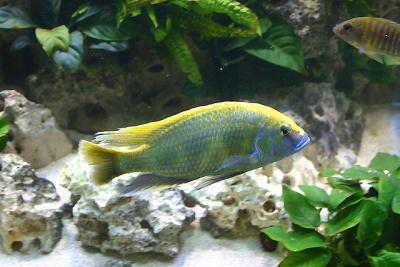 Rescaped