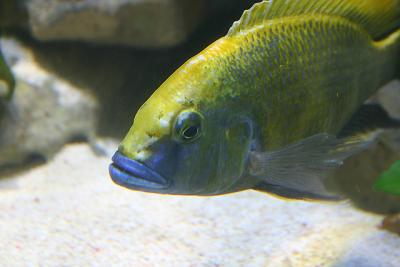 Rescaped