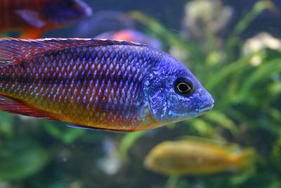 Rescaped