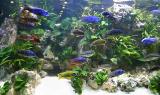 Rescaped