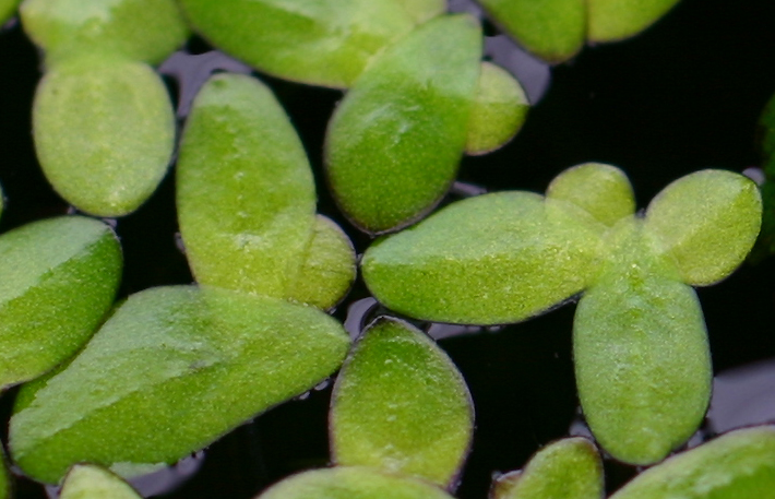 Lemna minor