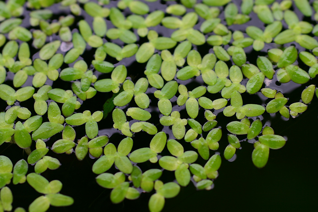 Lemna minor