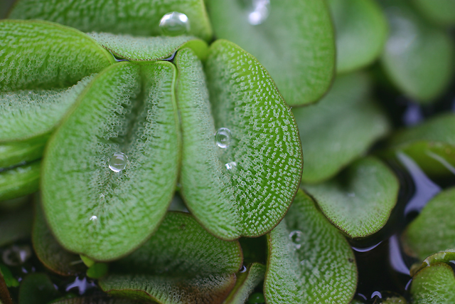 Salvinia (natans?)