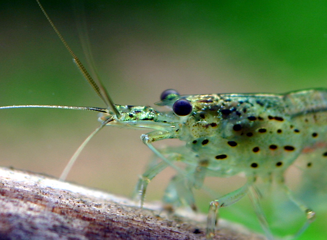 Yamatonuma ebi - Amano shrimp - Caridina japonica
