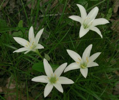 Zephyranthes atamasco - Atamasco Lilies