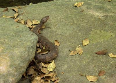 Brown water snake