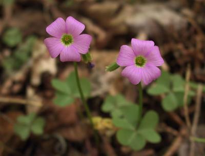 Oxalis violacea- Pink Wood Sorrel
