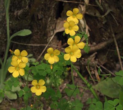Oxalis grandis - Yellow Wood Sorrel