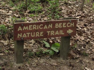American Beech Nature Trail