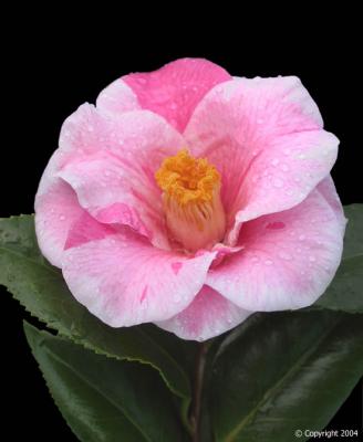 Camellia japonica 1