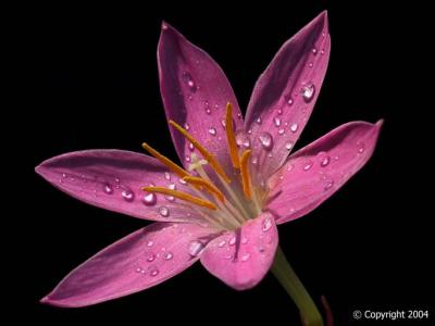 Pink Rain Lily with dew 1