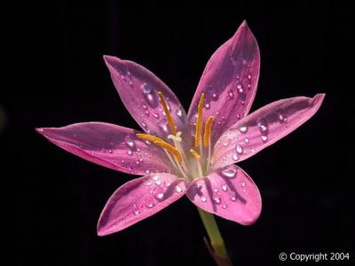 Pink Rain Lily with dew 2