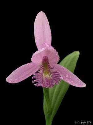 Pogonia Orchid