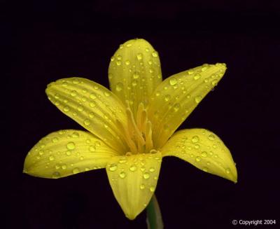 Yellow Rain Lily 1