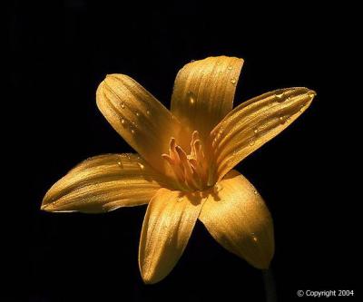 Yellow Rain Lily 2