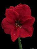 Amaryllis Merry Christmas