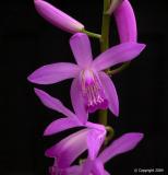 Bletilla striata