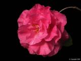 Camellia japonica Marie Bracey