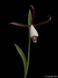 Cleistes Orchid