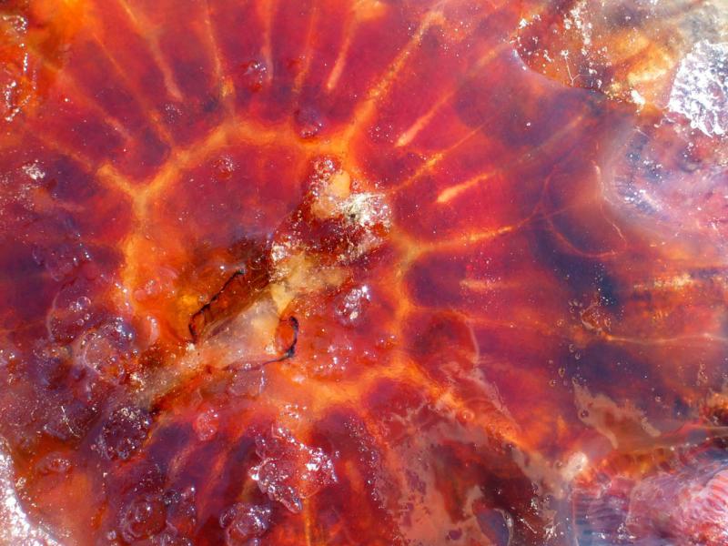 Jellyfish Closeup