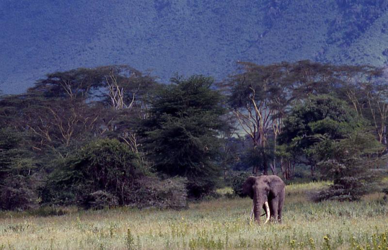 Ngorongoro Elephant 2