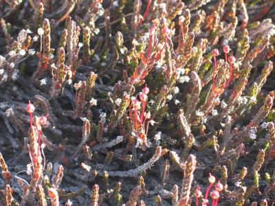 Arctic White Heather