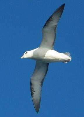 u44/plbh/medium/28527666.8759_phcrop.jpg